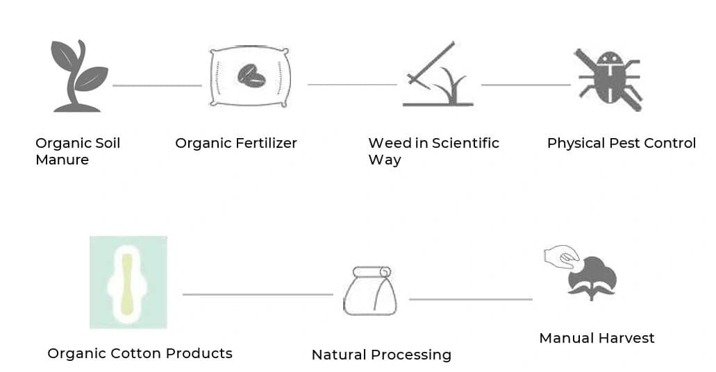 Processing Steps To Harvest Organic Cotton
