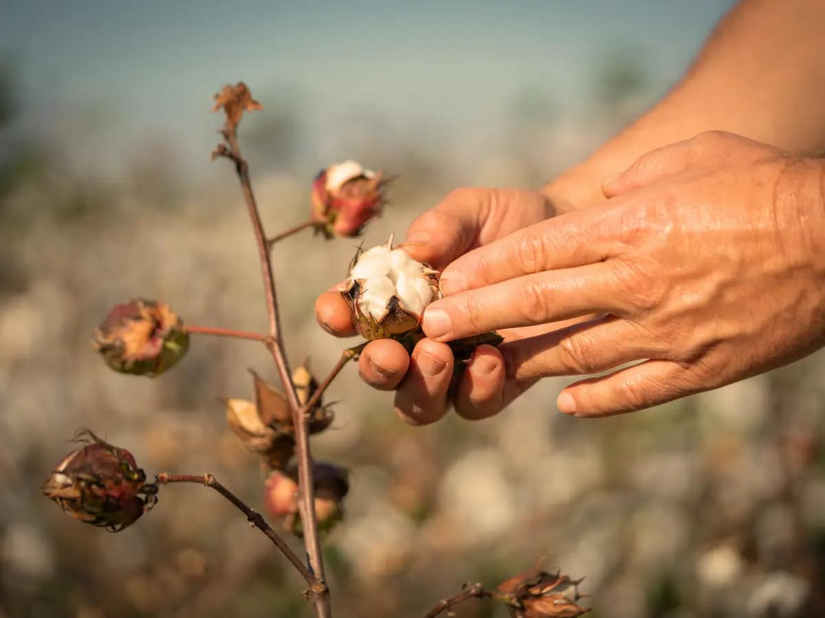 1% World precious organic cotton